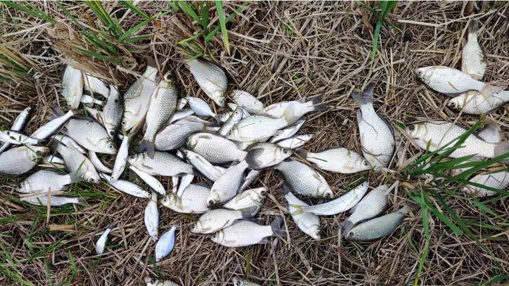 寒冬野钓十有九空，除非遇上这种天气，鲫鱼吃口最好