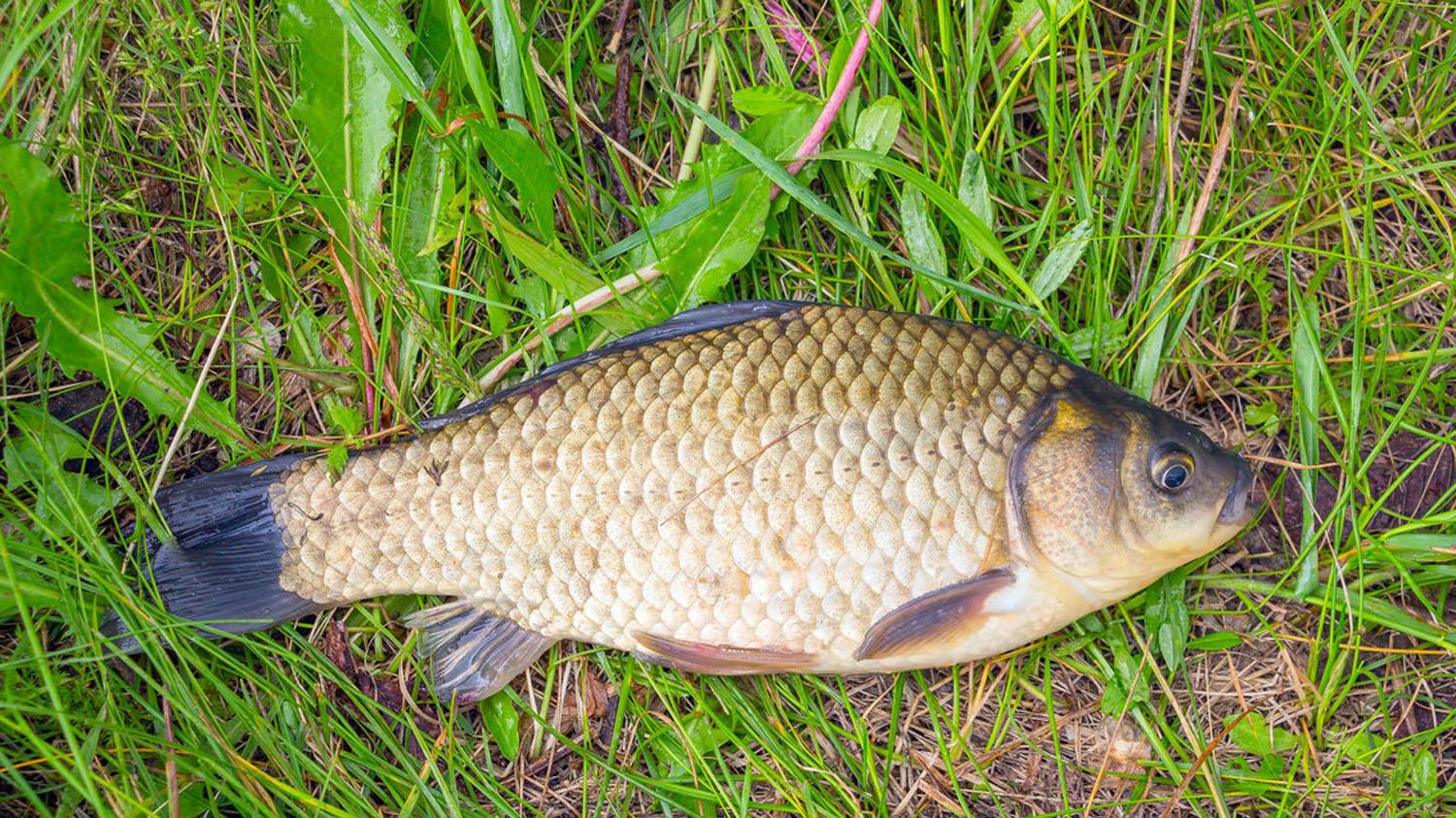 夏季钓野生大鲫鱼的4个要领，出钓时机、钓位、钓法和用饵