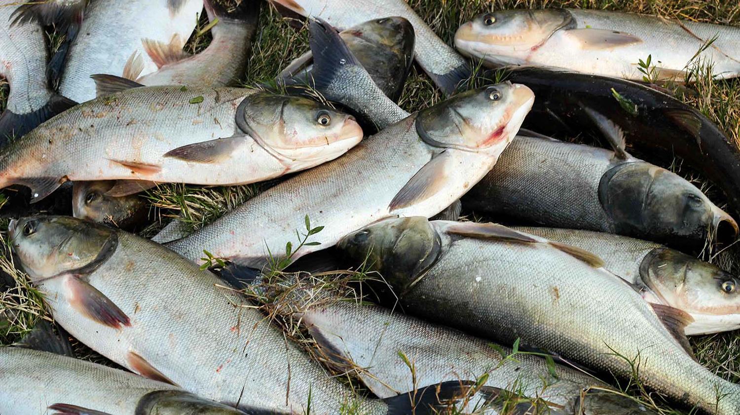 |钓鲢鳙时如何选择鱼饵？如何促进鲢鳙开口？钓鲢鳙的用饵秘诀