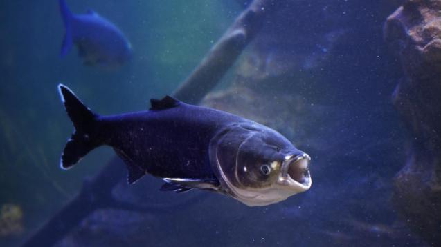 鲢鳙|有着“水中清道夫”的雅称，浅谈如何作钓呆头呆脑的它——鲢鳙