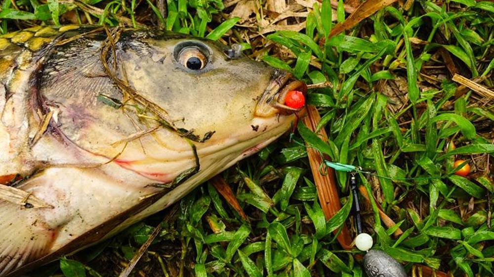 盛夏野钓江河，2种钓法最是经典，水流越急效果越好