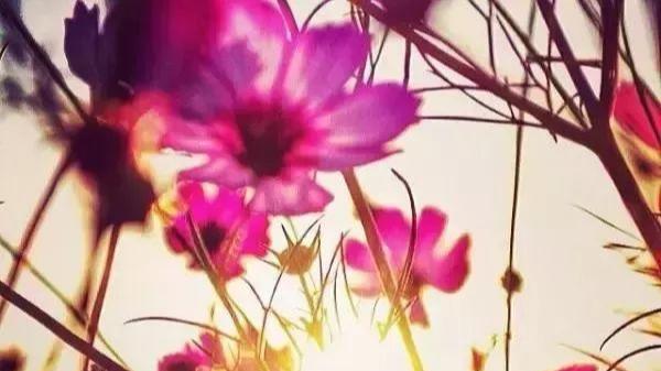 生肖|这生肖运气来了，谁也挡不住