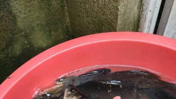 |深冬野钓做窝技巧分享，来的全是大鲫鱼