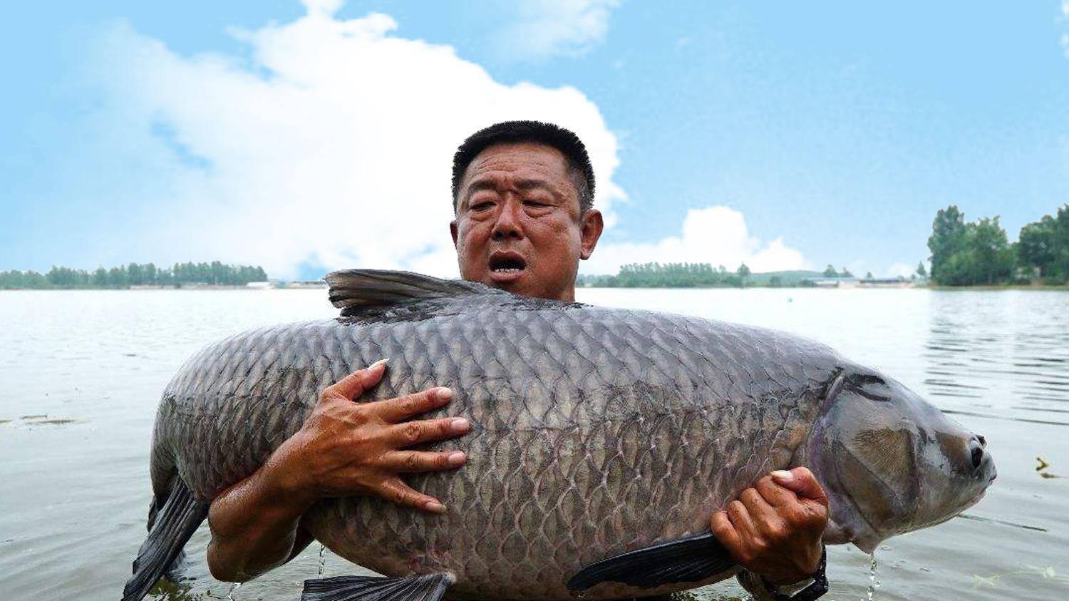 |如何钓巨青？用什么鱼饵？钓巨青的4个要点