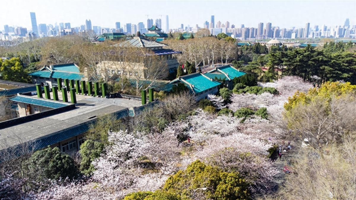 |樱花是中国的怎么成了日本民间国花 提到樱花大家为什么想到日本