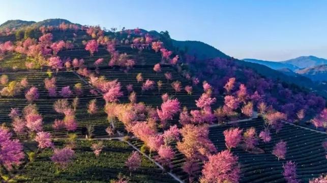 古镇|云南又一个景区出名了，风景比日本樱花还美，关键还免收门票
