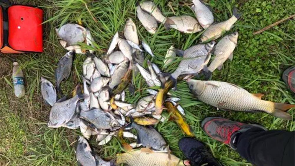 夏天野钓，小鱼群里钓大鱼，这4种钓法最有效