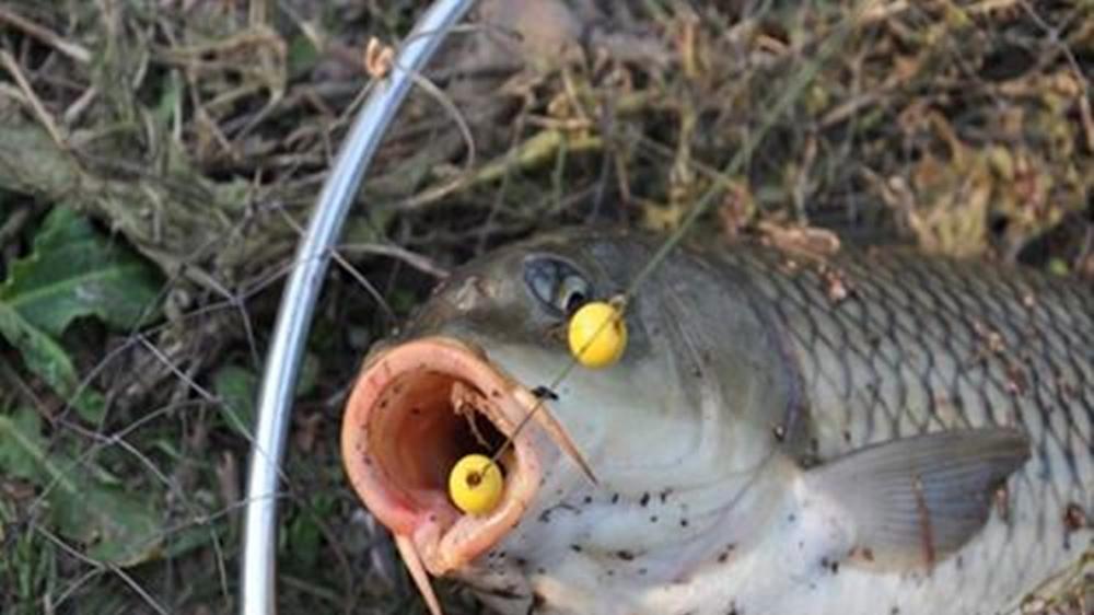珠珠钓的4种玩法，野钓江河活水，更适合黑坑钓大货