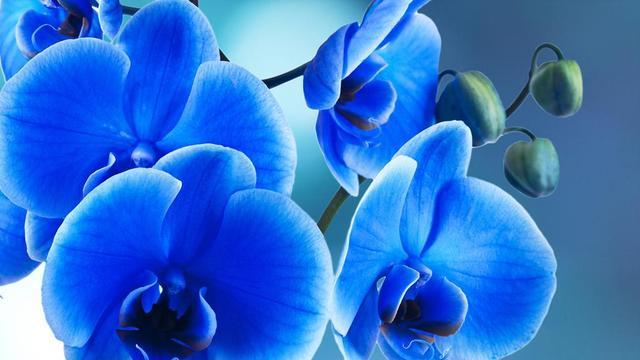 |能力远超男人的生肖女，职场上威风十足