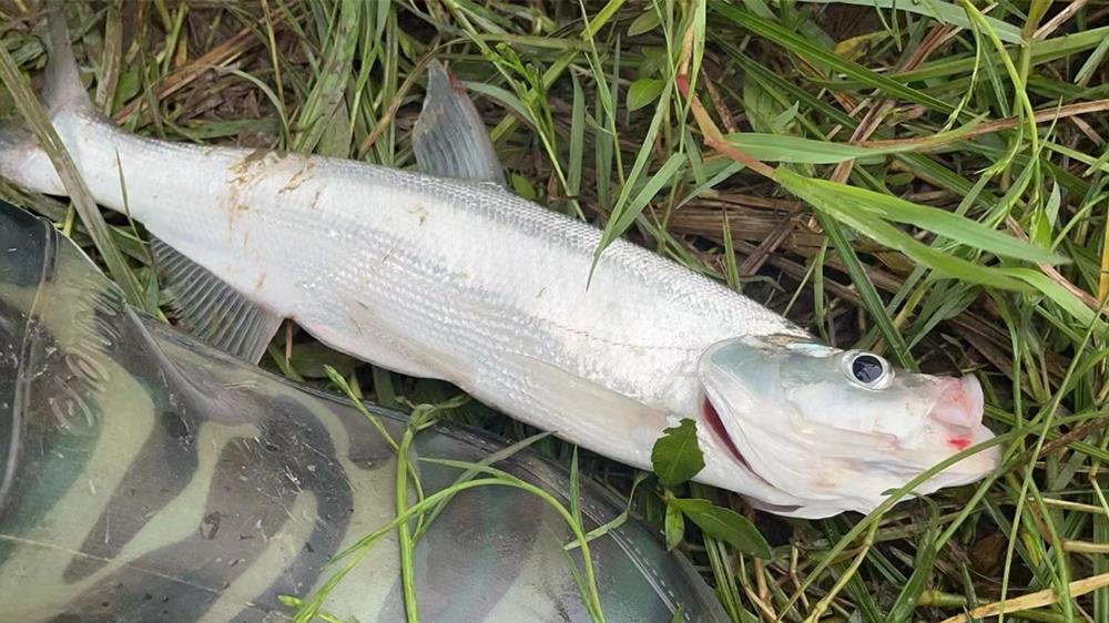 饵料|野钓翘嘴鱼，最好用的2种钓法，一整天都不停口