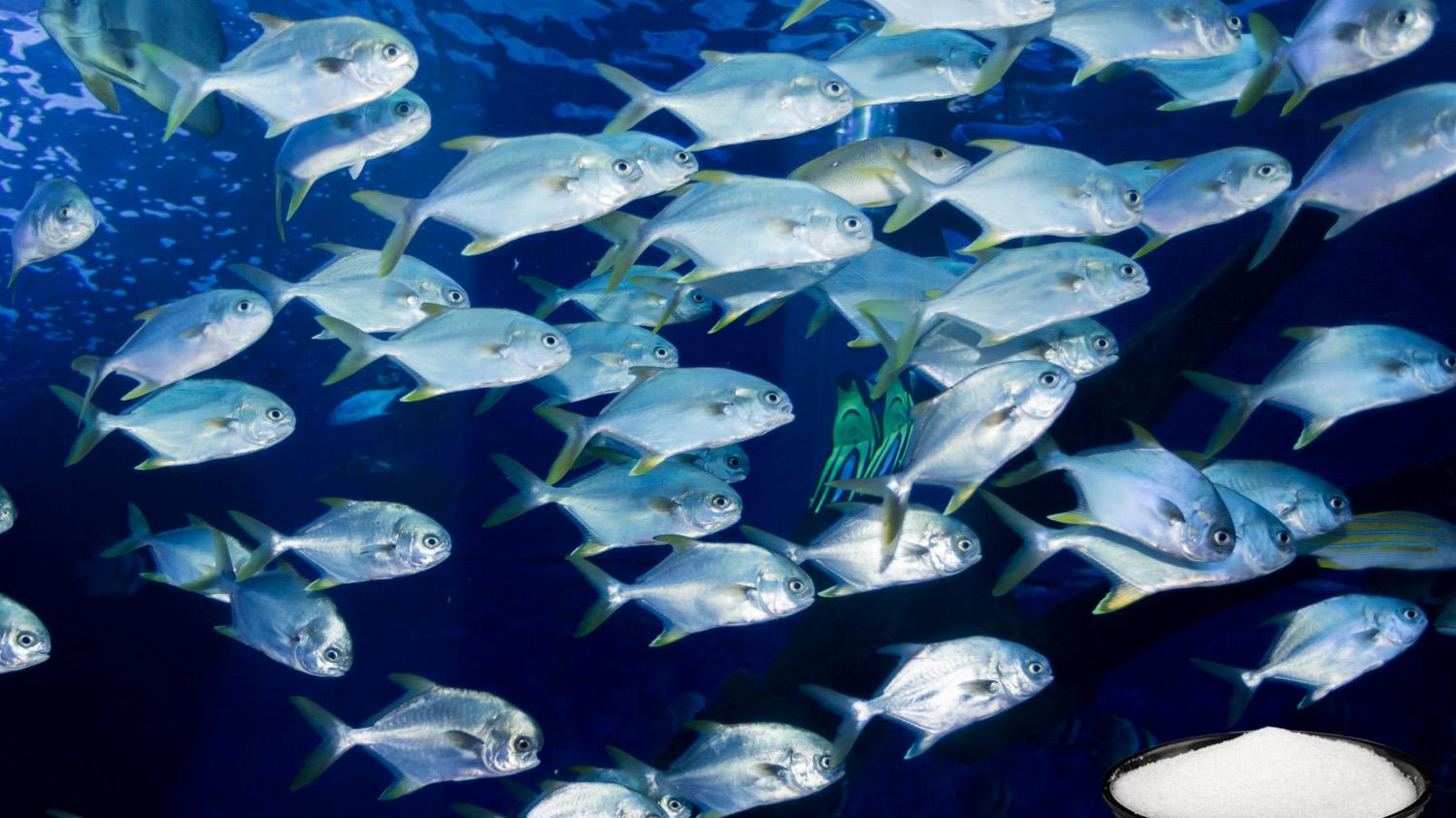 海钓|海钓鱼饵需要加盐？海鱼喜欢吃盐的3个原因