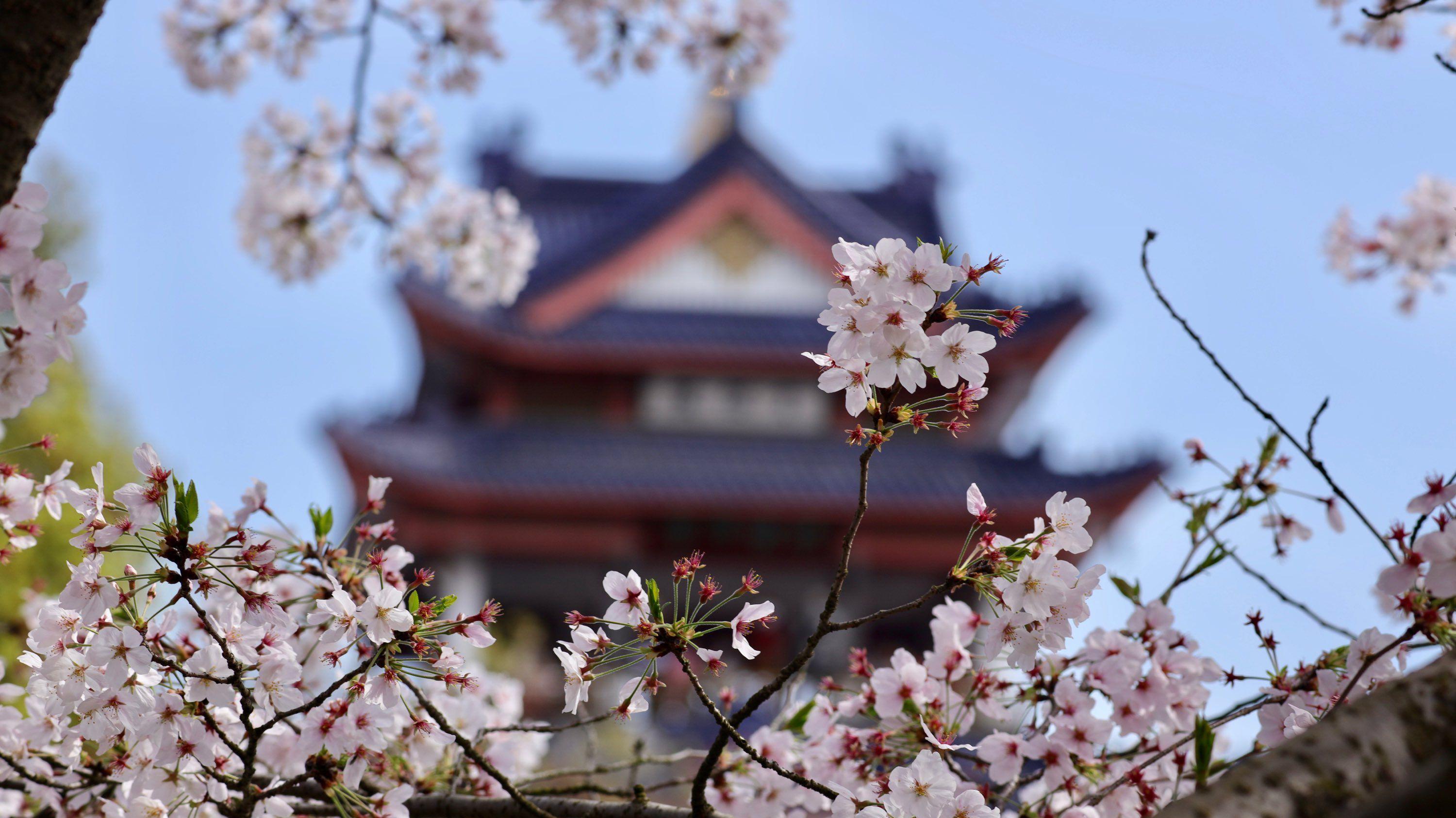 油菜花|樱花的“祖宗”在中国，赏花不用去日本，鼋头渚的太湖边风景正美