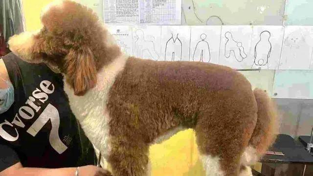 |逃避倦怠or选择生活方式？985女生裸辞大公司，称不想活得像老鼠