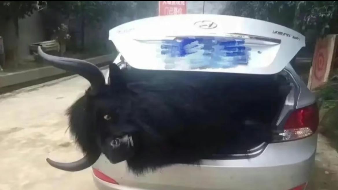自驾|小伙自驾新疆撞死一头牦牛，赔了13万，直接把牦牛放后备厢拉回家