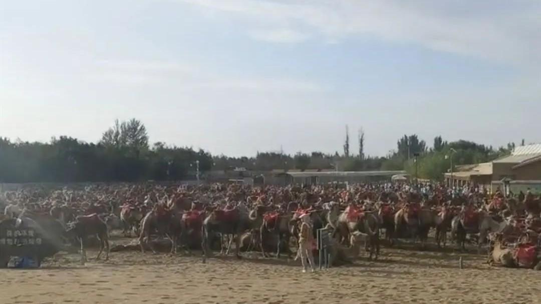 月牙泉|鸣沙山月牙泉千余骆驼集体“罢工”？景区回应