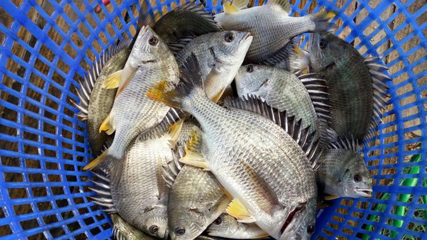 海钓|春季海钓的黄金期是4月，4月海钓的4个要点