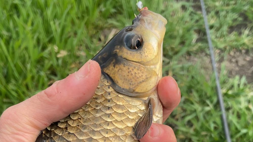 传统钓的“5种武器”，钓法都跟铅坠有关，通杀各种水面