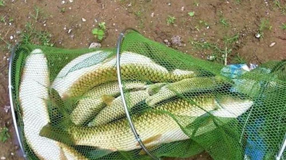 玉米|用“素饵之王”钓大鱼，好用的3种调漂方法，看漂不累中鱼率翻倍