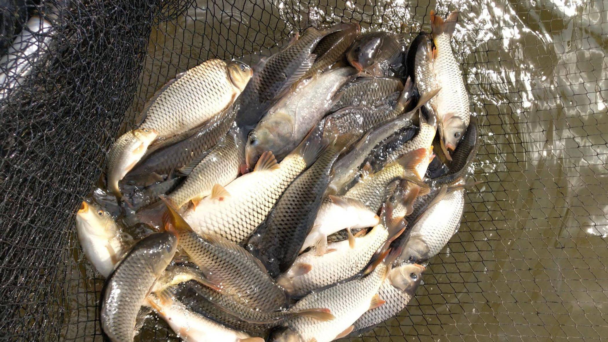 高手们|钓鱼爆护的4个前提，缺一不可，钓鱼高手们都知道