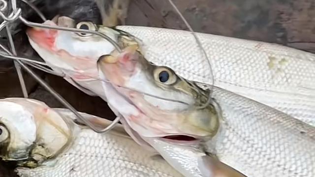 |翘嘴鱼泛滥，四川邛海再发“垂钓征集令”，高价钓费遭网友质疑