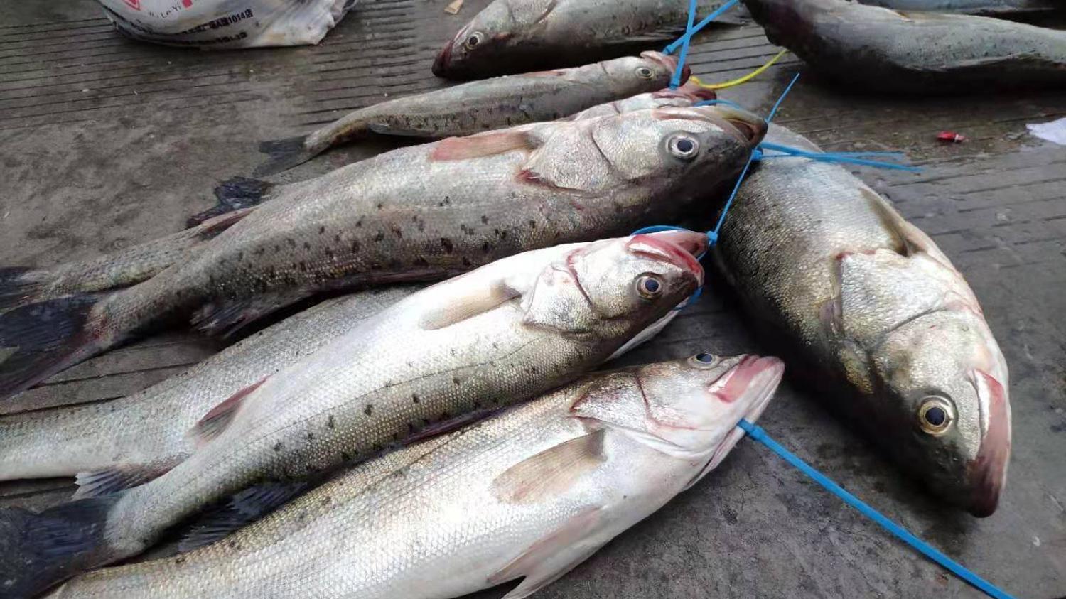 海鲈鱼的5个觅食特点，海鲈鱼吃饵的规律