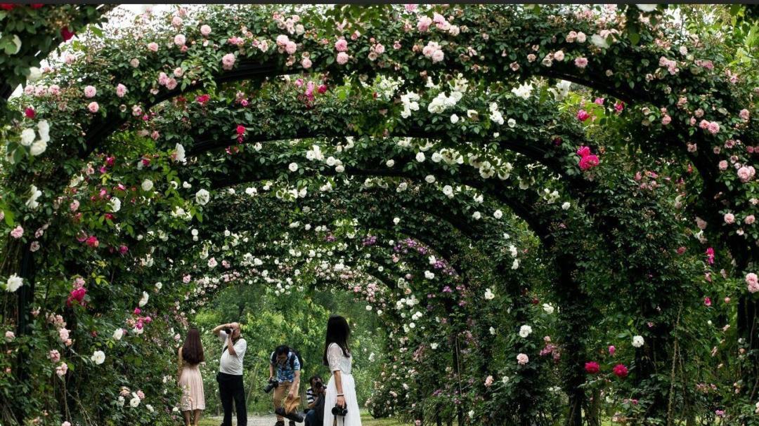 玫瑰|百余亩法式花园，1500+种玫瑰堪称摄影圣地
