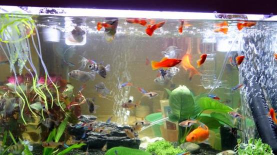 |养鱼十大坑+养鱼口诀（有才，把养鱼心得写成了顺口溜）