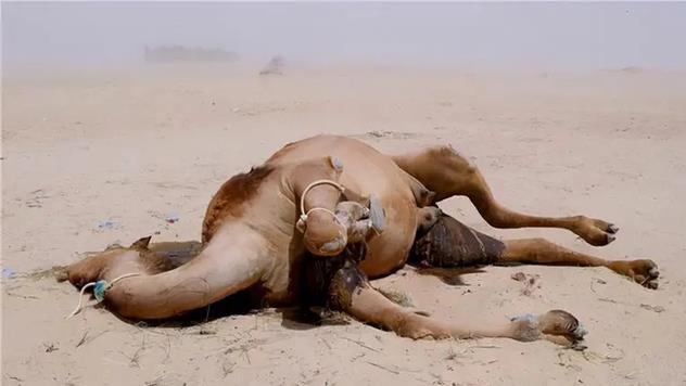 |在沙漠中遇到渴死的骆驼，千万不能随便碰！否则后悔莫及