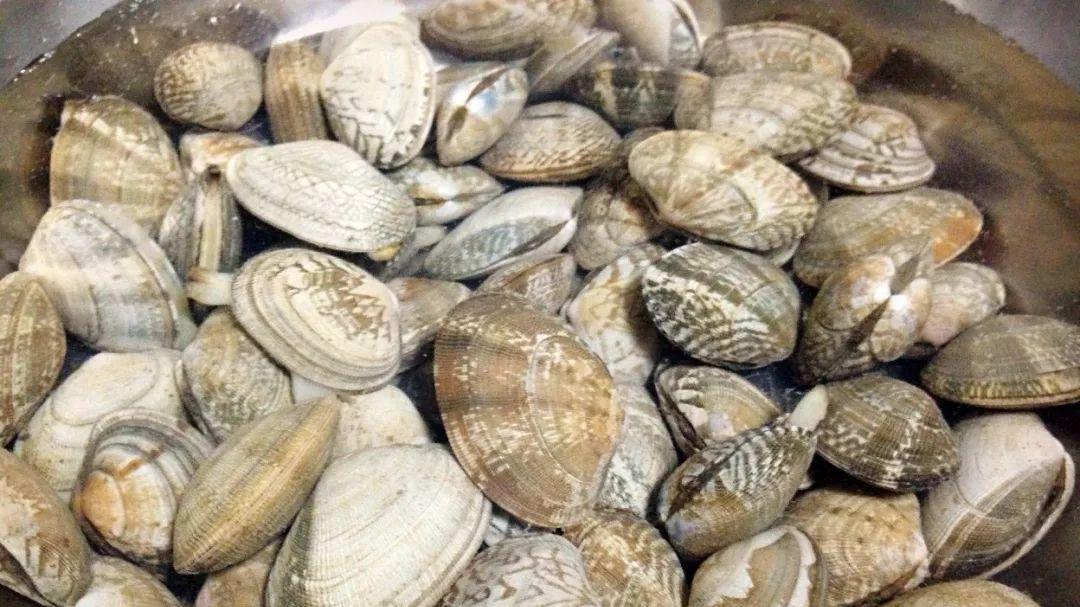厨师|洗花蛤时，不要直接放盐！厨师教你一招，花蛤快速吐沙，肉更鲜