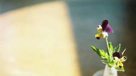 酱牛肉|23片一盘的酱牛肉，你自己吃18片：准婆婆家吃顿饭，变分手宴