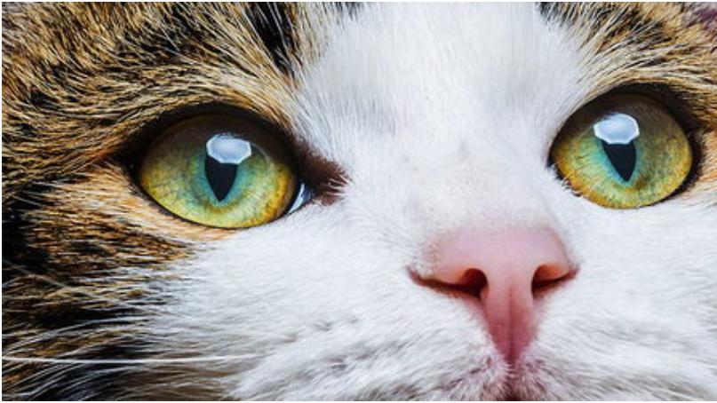 人类疑惑之充满神秘色彩的猫眼睛