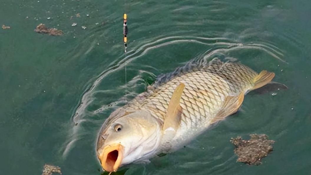 春天吃鱼，建议大家：少吃草鱼和鲫鱼，多吃4种，肥美不腻还便宜