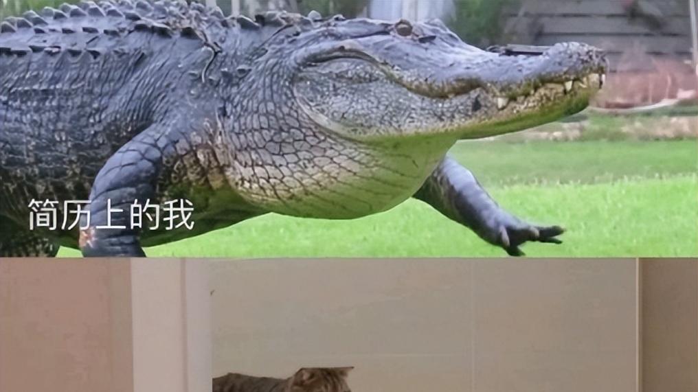 出门在外身份都是自己给的！00后实习生晒简历，看后忍不住笑活了