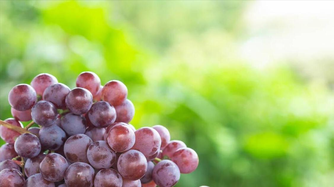 5种“公认”好吃葡萄排行榜！阳光玫瑰竟然排第五？你都吃过哪些