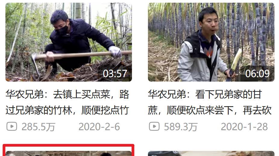 华农兄弟的竹鼠回归，为什么让百万网友泪目？