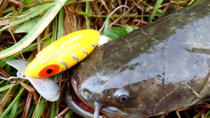 鲶鱼的路亚以及技巧