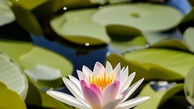 六月职场红人榜揭晓！这4大星座事业一路飙升，新高峰在望！