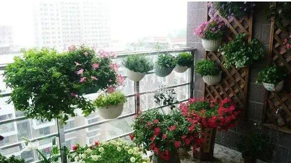 龙吟师傅：在阳台上种植植物的禁忌和风水效果