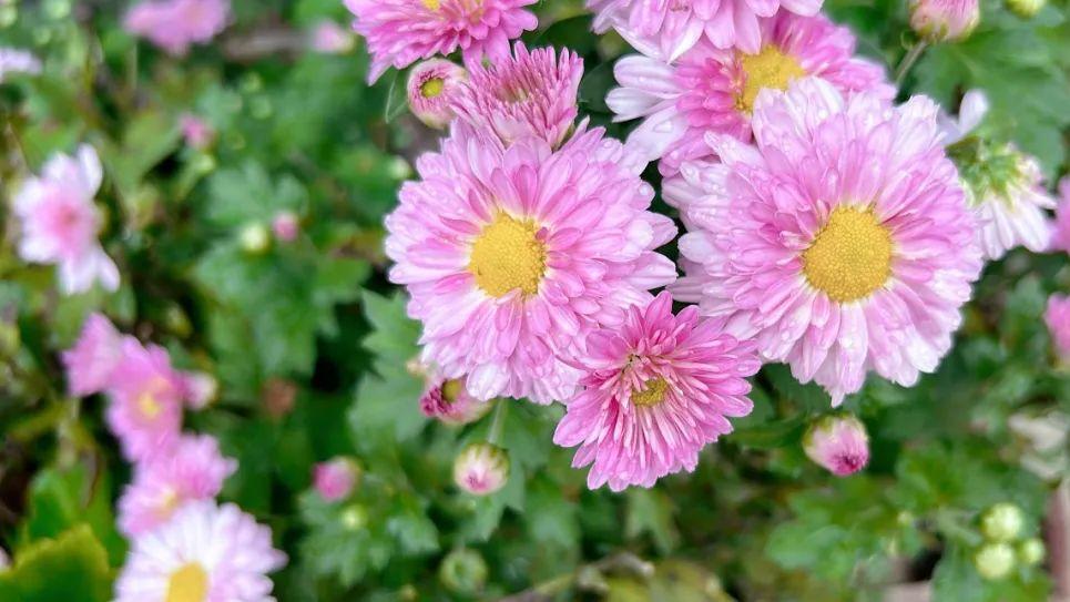 单位里，当你太善良，没有实力，你就成了同事眼中的“免费午餐”