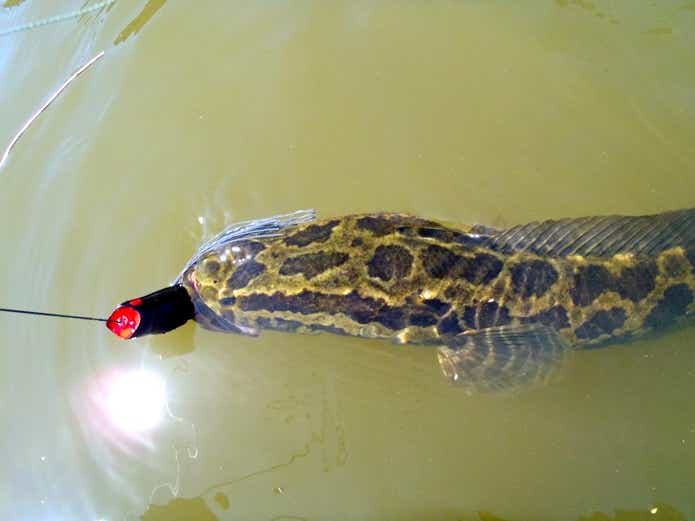 雷鱼垂钓秘籍：特制雷蛙拟饵与改装艺术