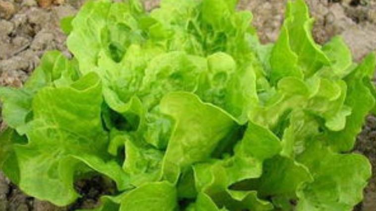 春天这菜不能少，价廉物美营养好，不懂就亏了，分享3种做法