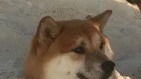 超180W！红米官宣1999新机，米粉炸了