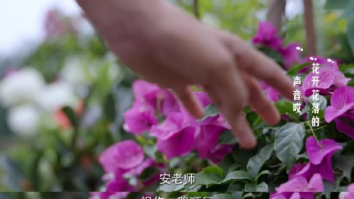 电视剧热榜：《流水迢迢》第五，《藏海花》第三，第一实至名归