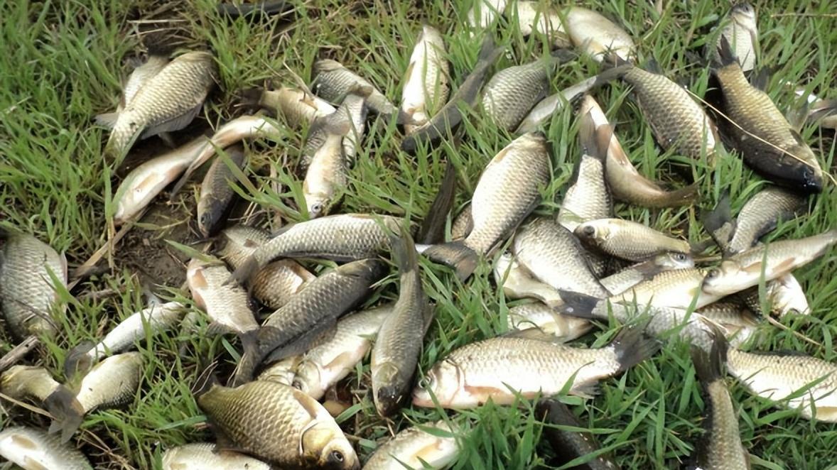 春日吃鱼，建议大家：少吃鲢子和草鱼，多吃4种，鲜美还不贵