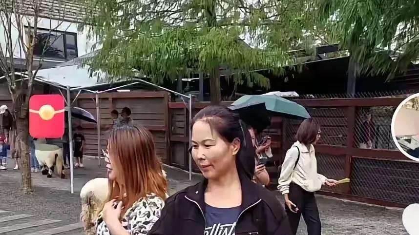 汪小菲带小玥玥去花莲，没有小箖儿，现在才知娶马筱梅是用心良苦