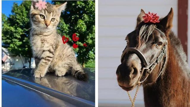 丢脸丢大发！美国人涌入小红书仅几天，就已经跌入MCN陷阱！