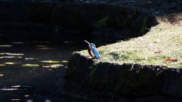 入門用戶首選 尼康Z50II微單相機(jī)值得推薦