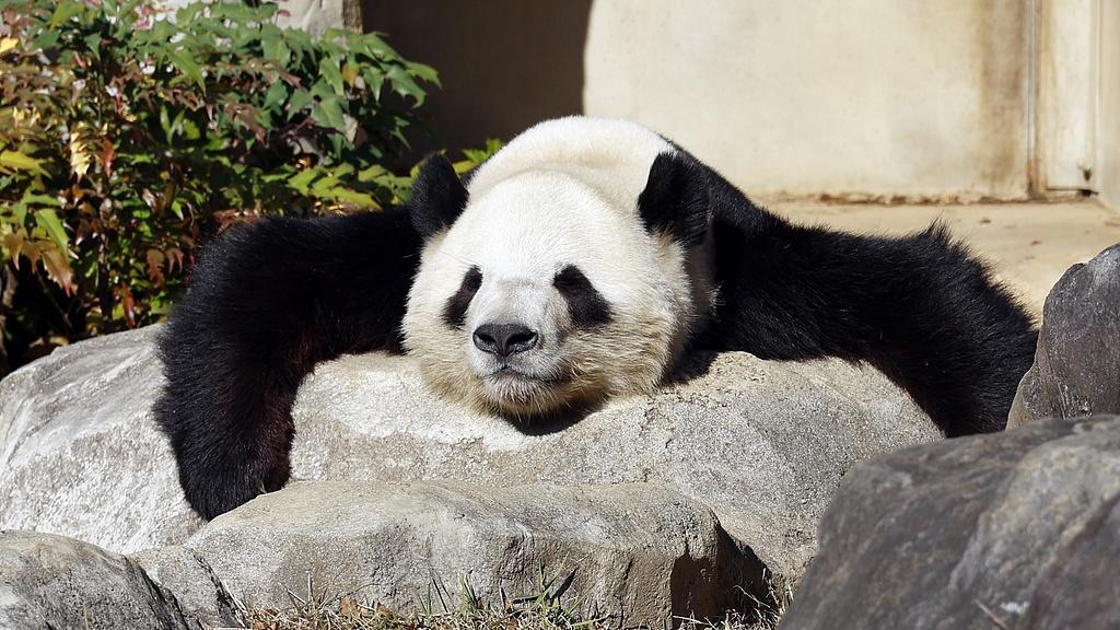 日媒：最后两只旅日大熊猫将于27日启程离开日本