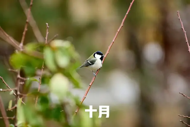 萝卜|农历十月，建议大家：少吃鹅肉和姜，多吃4样，暖身润燥舒服过冬