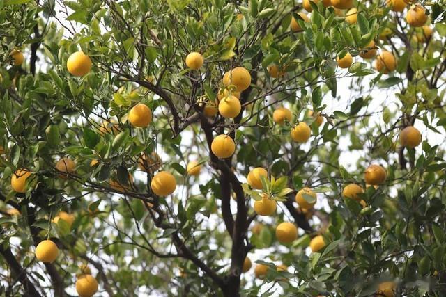 心理测试：你认为哪棵橘子树的果子又大又甜，测你的洞察力强吗？
